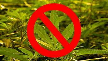 CoCo PeAT without Weeds